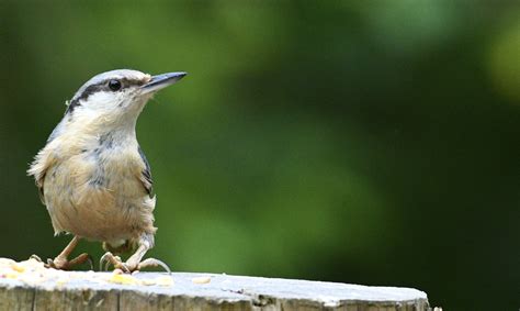 Friday 9th June 2023 Cornwall Birds CBWPS