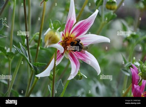 Anemone Hupehensis Called Prinz Heinrich Flowers Of The Japanese