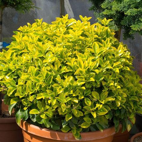 Buy Indian Shrubs Plants Names online from Nurserylive at lowest price ...