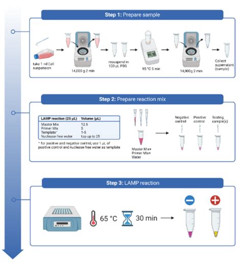 MP Biomedicals社 マイコプラズマ検出キットライフサイエンス製品情報試薬 富士フイルム和光純薬