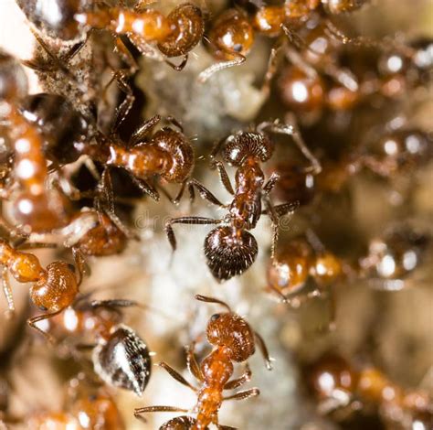 Small Ants in Nature. Macro Stock Photo - Image of antenna, working ...