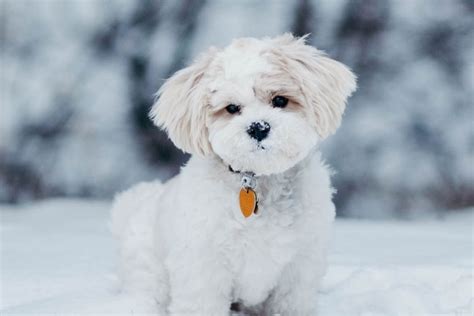 犬の冬の散歩って必要？犬の大きさ別の寒さ対策も解説 株式会社tier