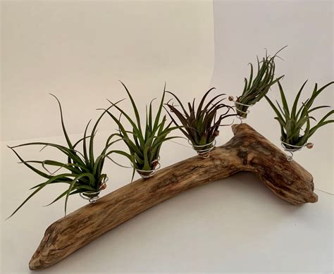 Driftwood Display For Air Plants Etsy