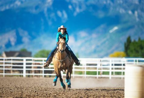 11 Best Horse Breeds for Jumping Big and Clear