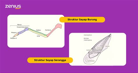 Homologi Dan Analogi Sebagai Bukti Evolusi Makhluk Hidup