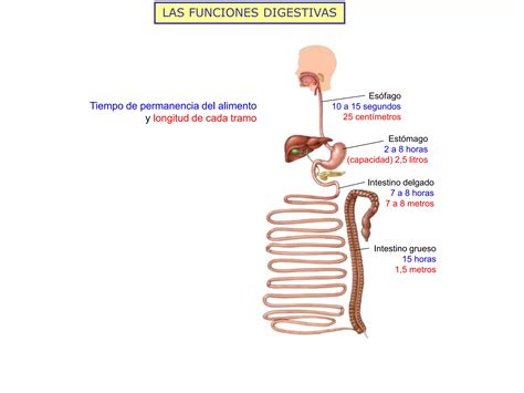 La Nutrici N Humana I Aparatos Digestivo Y Respiratorio Ppt