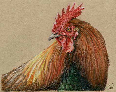 Rooster- Colored Pencil by lost-nomad07 on DeviantArt