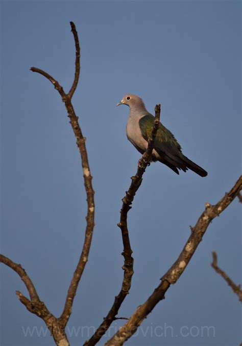 Yala National Park Sri Lanka Wayne Marinovich Photography