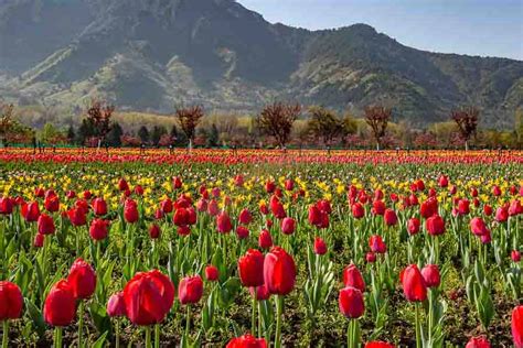 Tulip Garden Srinagars Tulip Garden Enters World Book Of Records