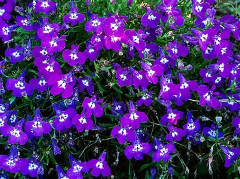 Les Fleurs Vivaces Au Jardin Page