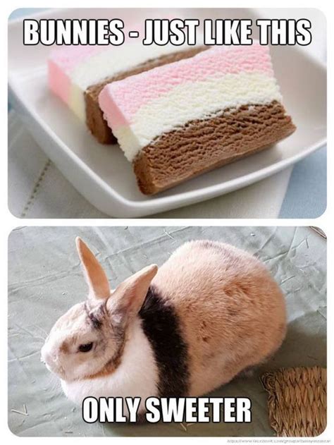 Ice Cream Nationalicecreamday July 21 2019 Funny Bunnies Baby