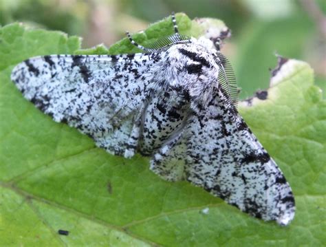 Peppered Moth By Zoe Shreeve Birdguides