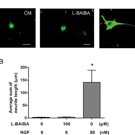 The Effects Of L Baibaon Neurite Outgrowth In Pc Cells Neurite