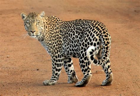 Leopard Trail Gurgaon official website