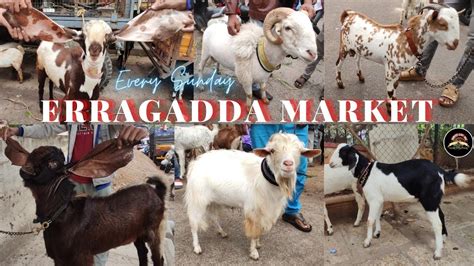 Erragadda Pets Market In Hyderabad Youtube