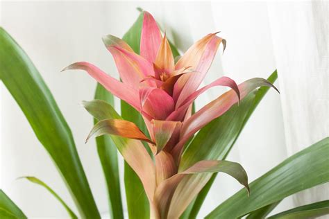 How Do I Care For A Bromeliad Back Gardener