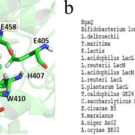 Autodocking Analysis Of The Transgalactosylation Related Sites Of BgaQ