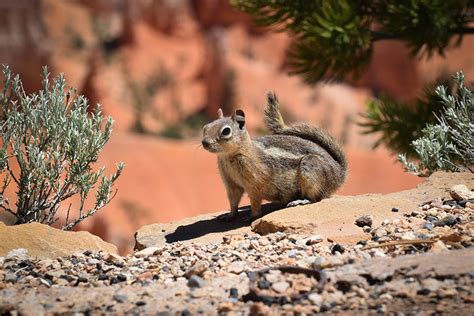 Bryce Canyon, Utah - A home for Hoodoo's | Destination Made Known