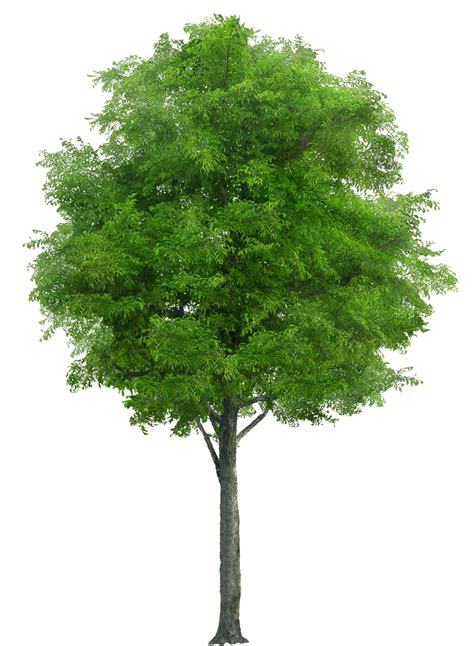 Leafy Wood Tree PNG Image PurePNG Free Transparent CC0 PNG Image