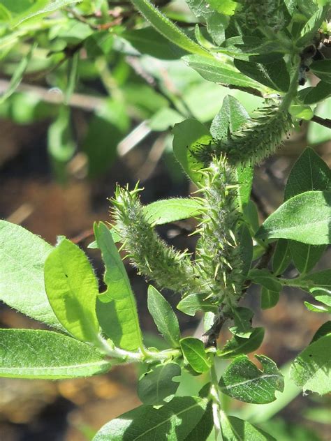 Salix Commutata Flora Orientalis Cascades Flickr