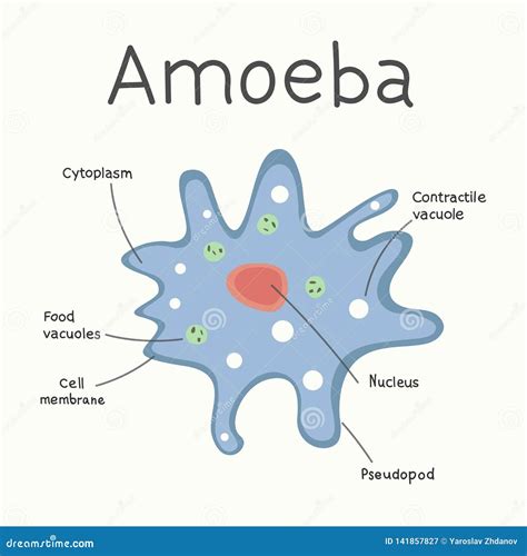 Diagram Of The Amoeba