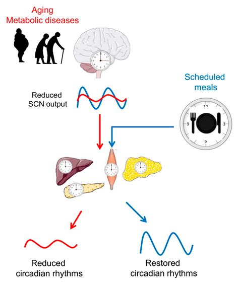 Frontiers Metabolic Diseases And Healthy Aging Identifying 48 Off