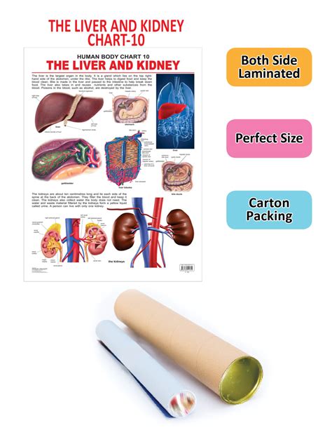 The Liver & Kidney