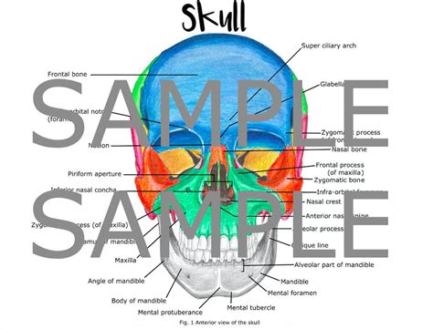 BUNDLE : Diagrams of the Brain and the Skull Med School, Pre-med, Nursing School, Dental School ...