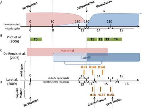 Temporal Organization Of Zygotic Genome Activation And Design Of