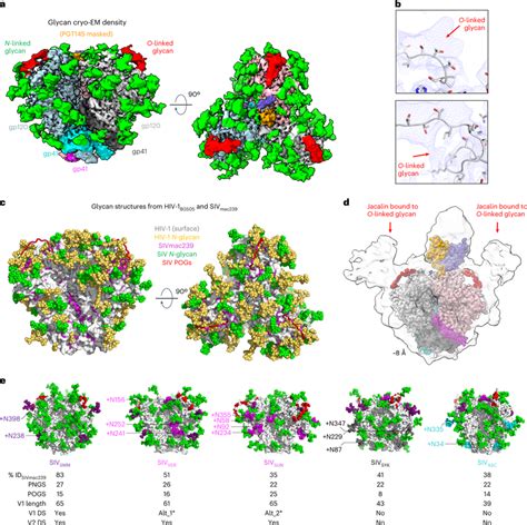 The Siv Glycan Shield Contains N And O Linked Glycans A Cryo Em