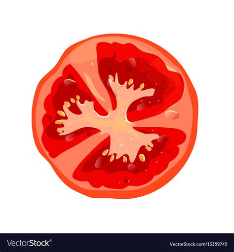 Round Tomato Slice Isolated Vegetables Ingredient Vector Image