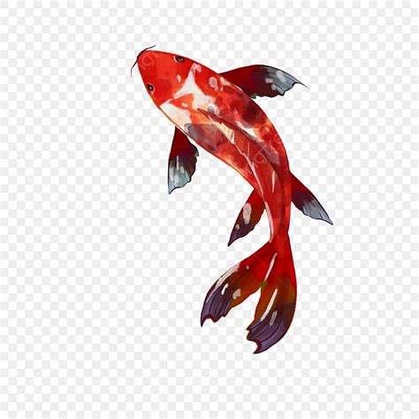 Koi Negro Rojo Acuarela De Estilo Japonés PNG Estilo Japonés