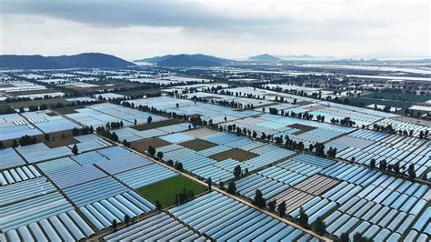 Zhejiang fördert Anbau von China Lattich im Winter