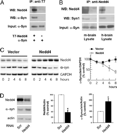 Nedd Binds To Synuclein And Promotes Its Degradation In Mammalian