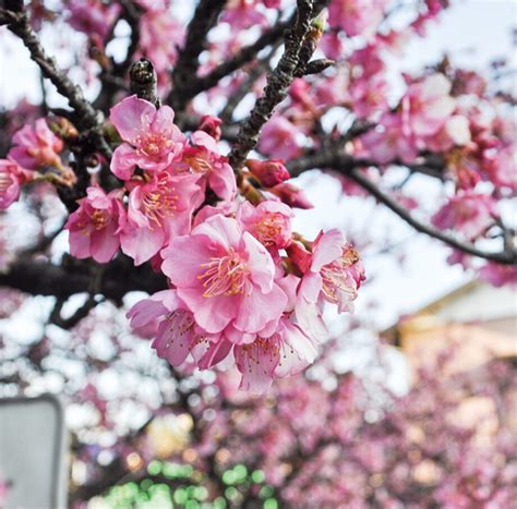 【花情報】河津桜、2023年早くも開花＠横浜市瀬谷区 相沢川沿い 神奈川・東京多摩のご近所情報 レアリア