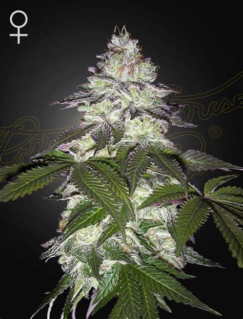 Feminised Cannabis Seeds Milky Dreams Green House Seed Company