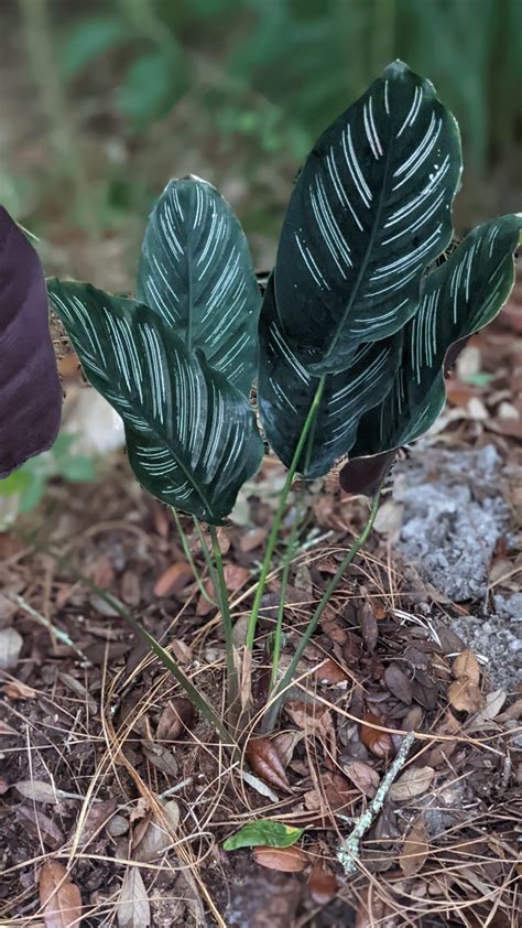 calathea: pink pinstriped : Avant Gardens