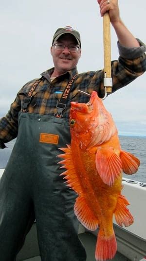 How To Catch Pacific Rockfish Hunter Angler Gardener Cook