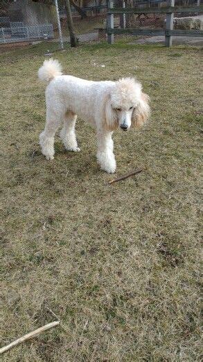 Épinglé par debra bellm sur Every Day Is A Good Day With A Poodle In