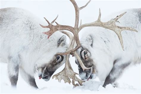 Wildlife Photographer of the Year Awards