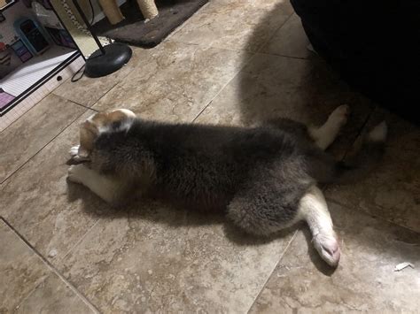 st bernard and husky mix 5