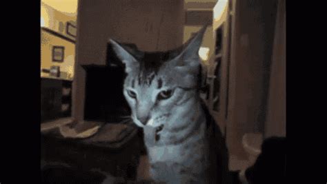 Cat Tongue.. Is Oddly Fascinating GIF - Cat Tongue Cute - Discover ...