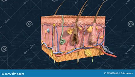 Anatomy Of The Skin Showing The Epidermis Dermis And Subcutaneous