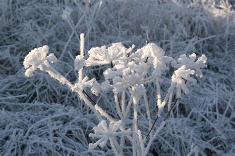 Free Images Tree Nature Branch Snow Winter Frost Ice Weather