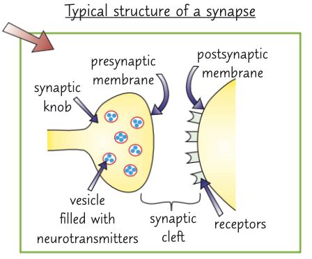 BIOLOGY Synapses Flashcards Quizlet