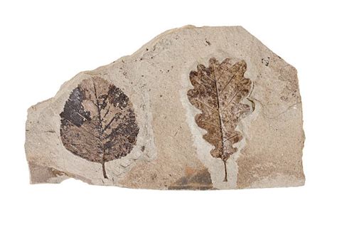 2,900+ Fossilized Leaves Stock Photos, Pictures & Royalty-Free Images ...