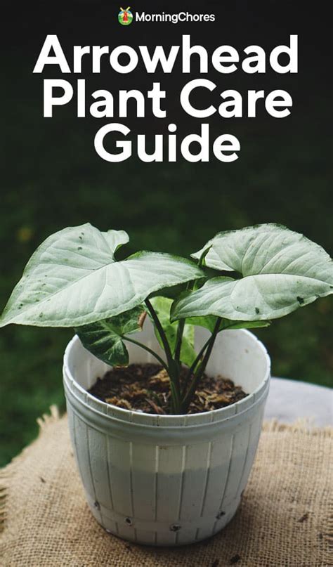 The Complete Guide To Arrowhead Plant Growing And Care