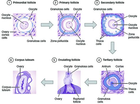 What Are The Changes In Oogonia During The Transition Of A Primary