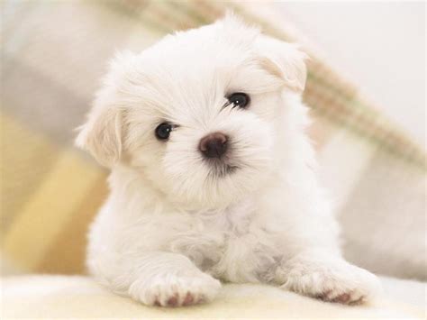 Cute Dog Wallpapers - Wallpaper Cave