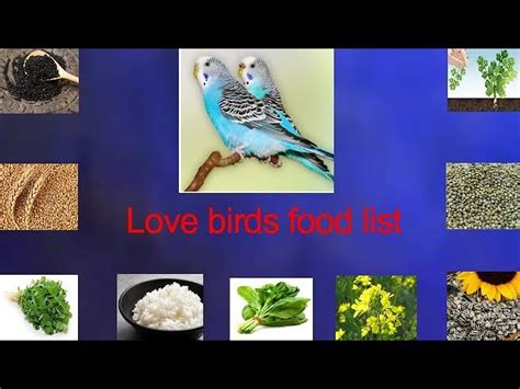 Love Birds Food List In Marathi Age Infoupdate Org